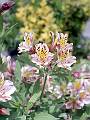 F21 Fleurs de jardin de Bernard Vankokte 